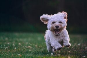 Cachorro branco correndo pela grama com expressão alegre