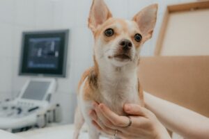 Cachorro de pequeno porte sendo segurado sobre a mesa de uma clínica veterinária