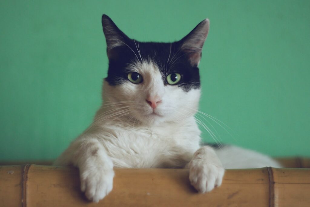Gato preto e branco apoiado em uma superfície, olhando para a câmera