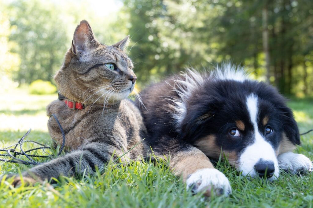 Gato e cachorro deitados juntos na grama